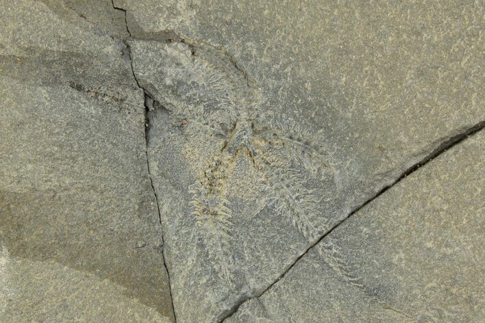 Ordovician Brittle Star (Ophiura) - Morocco #312517